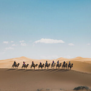 camel desert